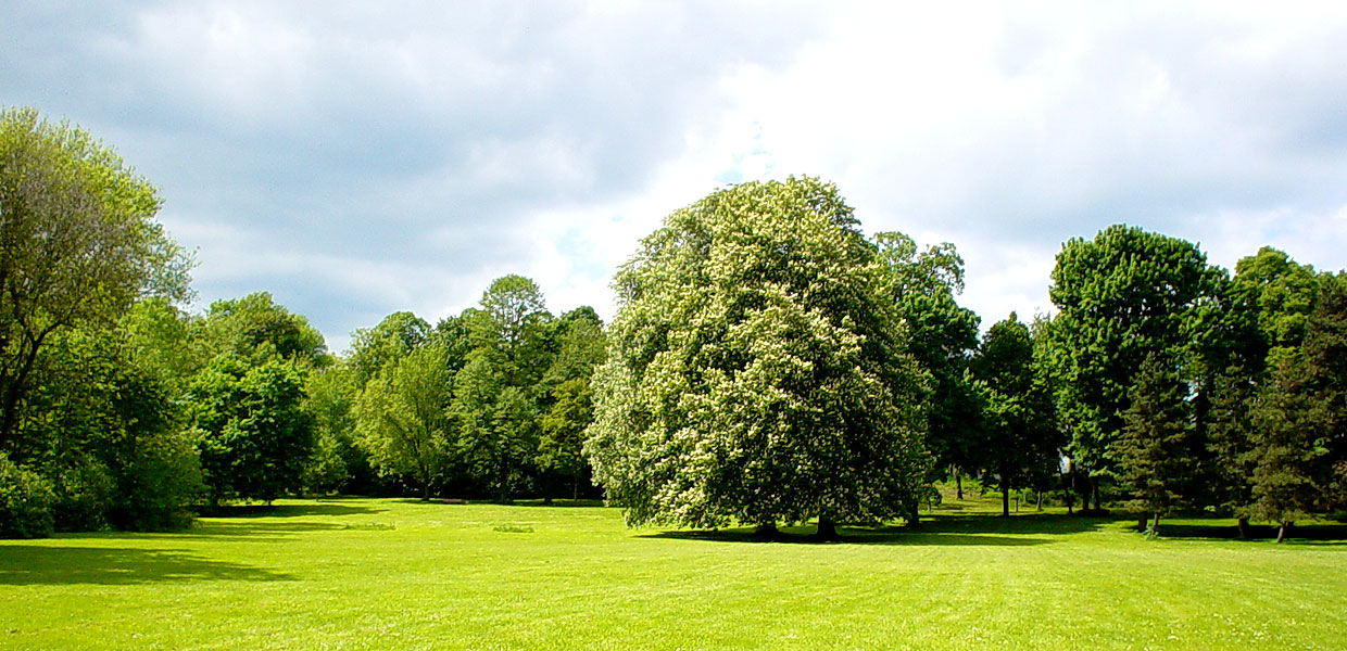 Baum- und Stammschutz effektiv nach Baumschutzverordnung