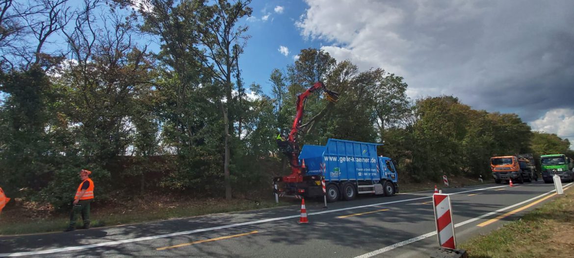 LKW Renault mit Ladekran und Fällaggregat